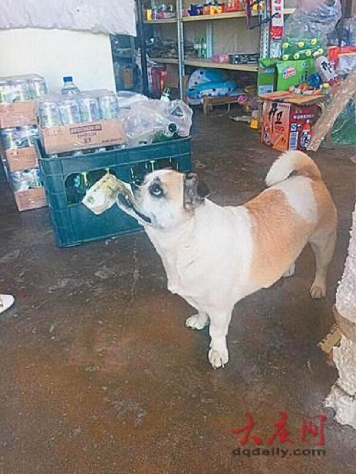 Ce face un câine din China singur, în fiecare zi. A devenit vedetă pe internet - FOTO