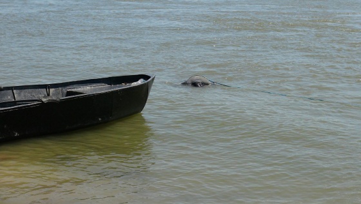 Descoperire terifiantă pe Dunăre. Ce au văzut marinarii de pe un bac în apă. L-au tras la mal și..