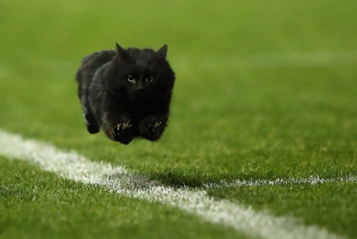 O pisică a întrerupt un meci de rugby. O nimica toată pe lângă ce a urmat!