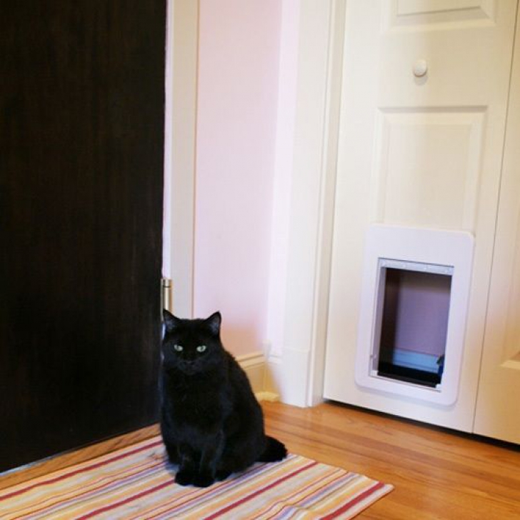 A decupat uşa de la casă pentru ca pisica să intre mai uşor.Cum a reacţionat animalul. Stăpânul, ŞOC