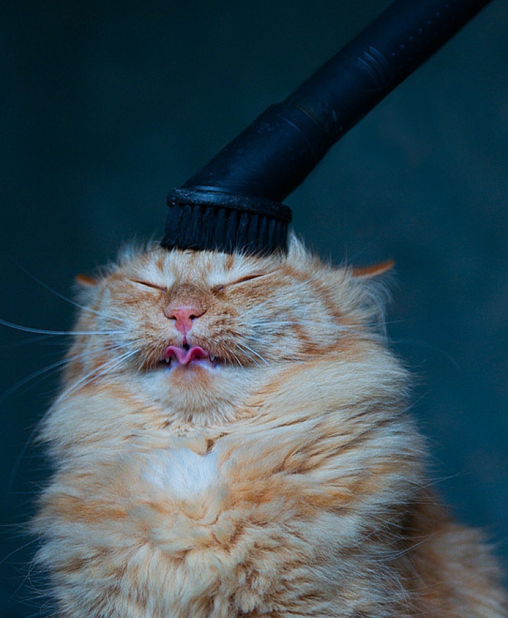 Top 10 cele mai ridicole imagini cu pisici. Îți fac ziua mai bună