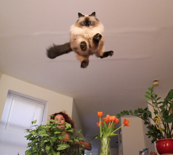 Top 10 cele mai ridicole imagini cu pisici. Îți fac ziua mai bună