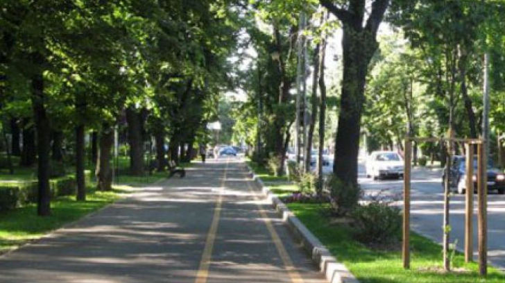 Oficial. Primăria Sectorului 1 a anunţat o defrişare în masă a arborilor de pe Kiseleff