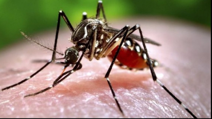 Țânțar purtător al virusului Zika, detectat în Florida! Femeilor gravide li se cere să evite statul