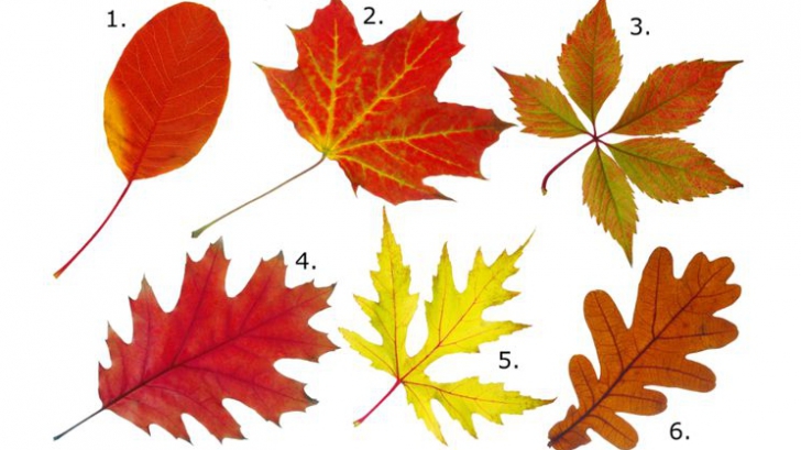 Testul frunzelor de copac: alege una şi află ce spune asta despre tine!