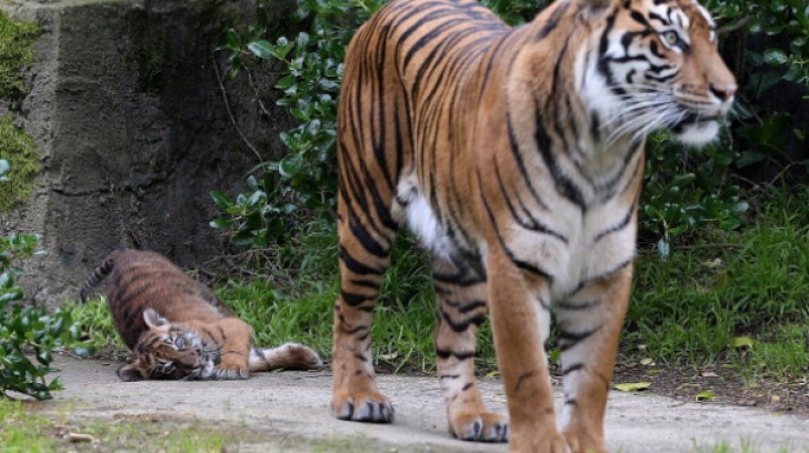 Tragedie la grădina zoologică din cauza unei îngrijitoare neatente. E cumplit!