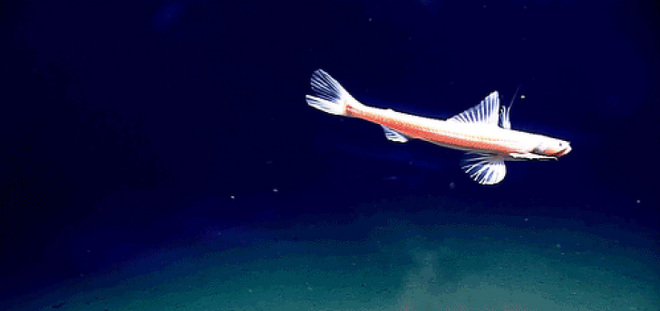 Top 10 creaturi bizare din adâncul mărilor