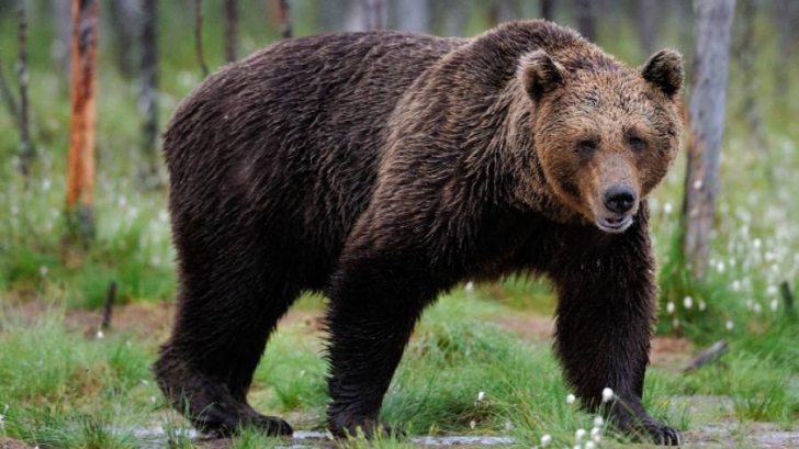 Deznodământ: ce s-a întâmplat cu ursul agresiv care a atacat un bărbat în Braşov