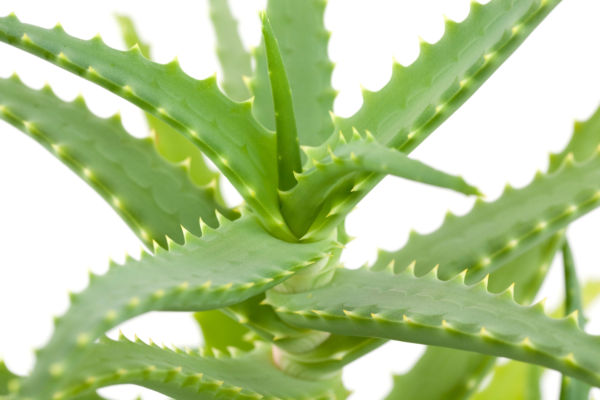 Aloe vera în tratamentul artrozei
