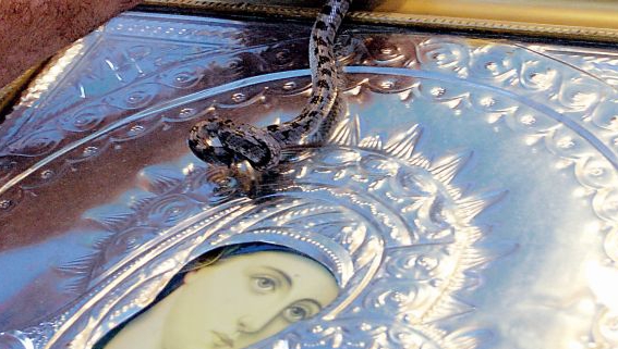 Video: Tin vui giữa thời dịch bệnh: Phép lạ rắn Hy Lạp chầu ảnh Đức Mẹ đã diễn ra vào Lễ Đức Mẹ Lên Trời