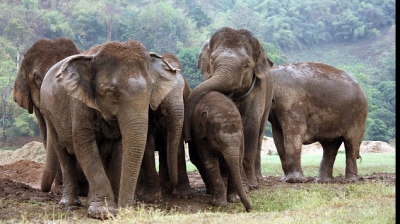 Elefanți