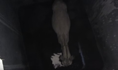 Au auzit sunete GROAZNICE într-o gaură din temelie. Au spart betonul cu târnăcopul, au rămas ŞOCAŢI