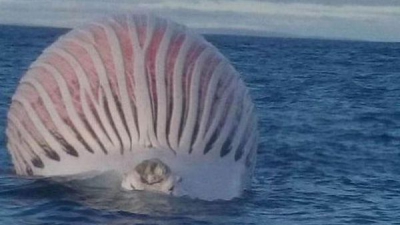 Un balon roz şi ur&acirc;t mirositor plutea &icirc;n ocean. Oamenii s-au &icirc;ngrozit c&acirc;nd au aflat ce este