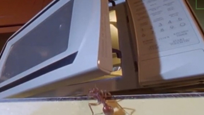 Ce se &icirc;nt&acirc;mplă dacă bagi o furnică &icirc;ntr-un cuptor cu microunde! La asta chiar nu te aşteptai