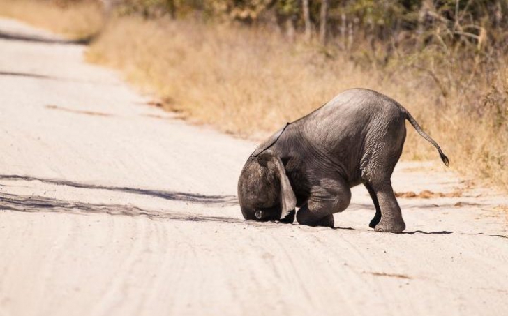 Animale comice / foto: The Telegraph