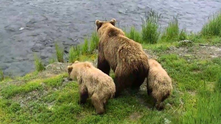 Dragostea de mamă nu are margini! Cum a reacţionat o ursoaică, când puii au căzut într-o cascadă