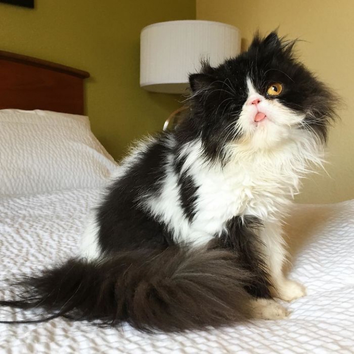 Ea este Spaghettio, o pisicuţă care şi-a pierdut un ochi, dar nu şi încrederea 