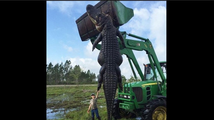 Au ucis un aligator-monstru. L-au despicat și când au văzut ce are în stomac..