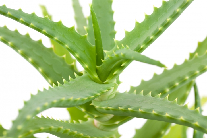 Aloe pentru tratamentul artrozei genunchiului, Tratament Pt Durerile De Genunchi