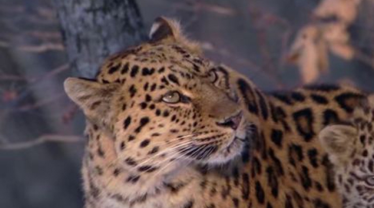 Un leopard din subspecia protejată Amur, reperat în China! În lume mai există 70 de exemplare 