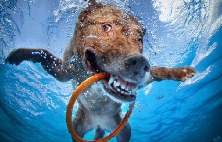 Şocant! Aceşti câini din Rusia respiră sub apă, la adâncimi de 500 de metri