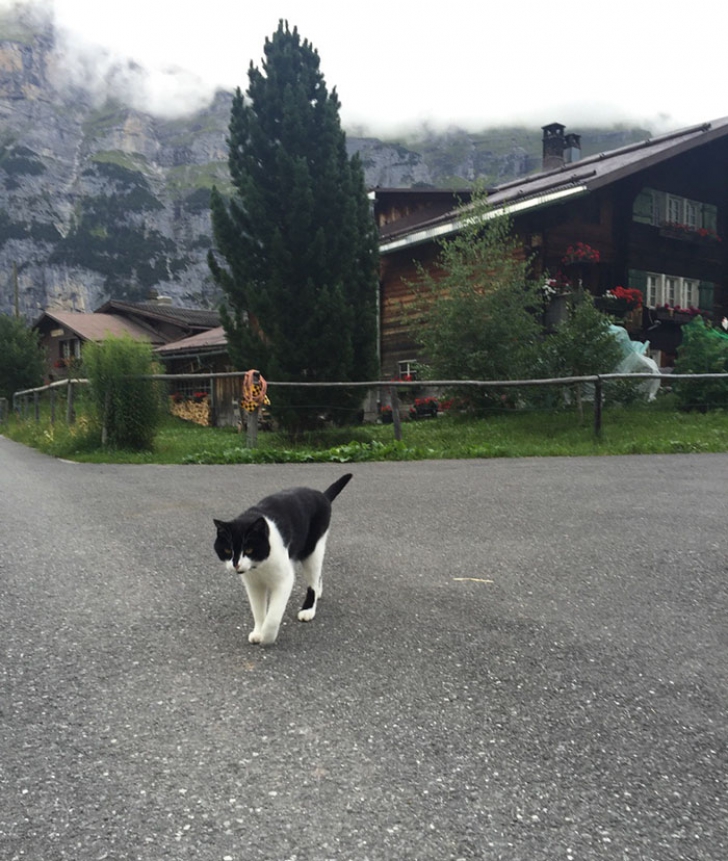 Pisica elveţiană care a uimit lumea: l-a ajutat pe un turist rătăcit să coboare de pe munte