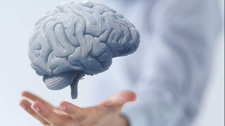 Oamenii de ştiinţă francezi: „Vom ajunge să palpăm creierul”