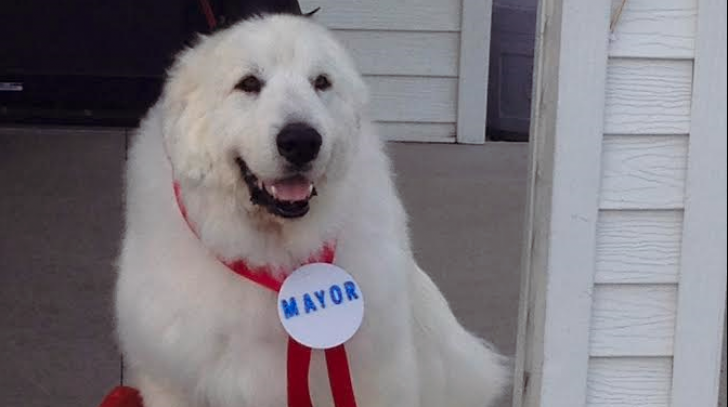 Un câine a obţinut al doilea mandat ca primar al unui sat din SUA