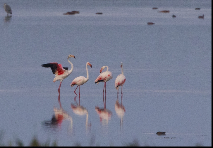 Păsări flamingo