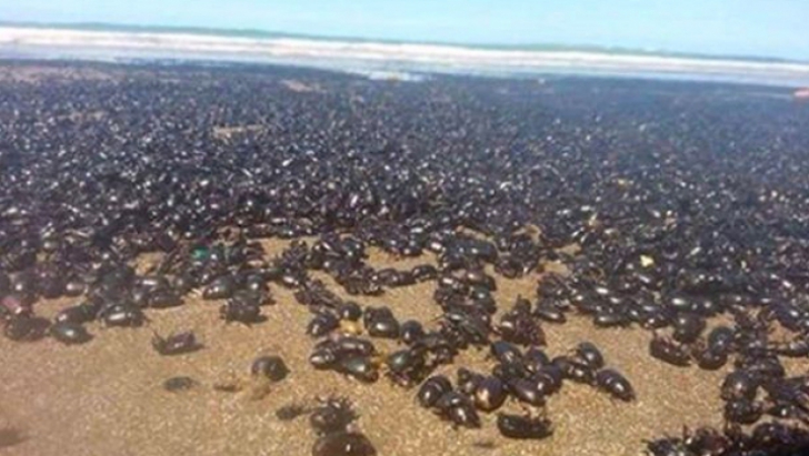 ”Cred că e sfârșitul lumii”. Plaja pe care erau s-a umplut, brusc, cu milioane de gândaci. FOTO 