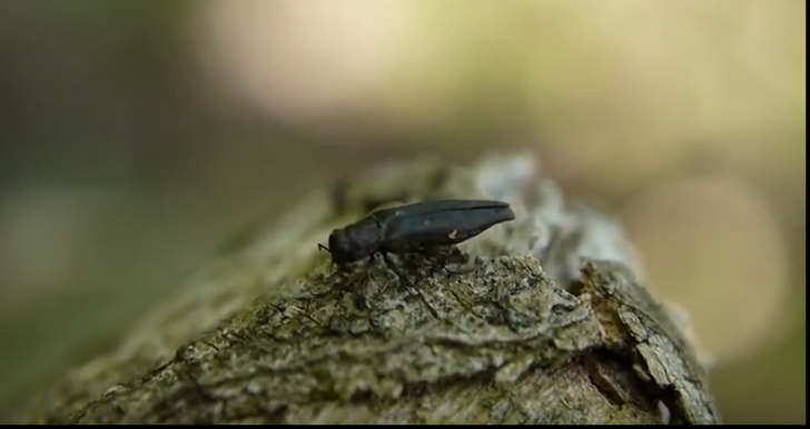 Insecta care omoară copacii. Este cât un bănuț și provine din China