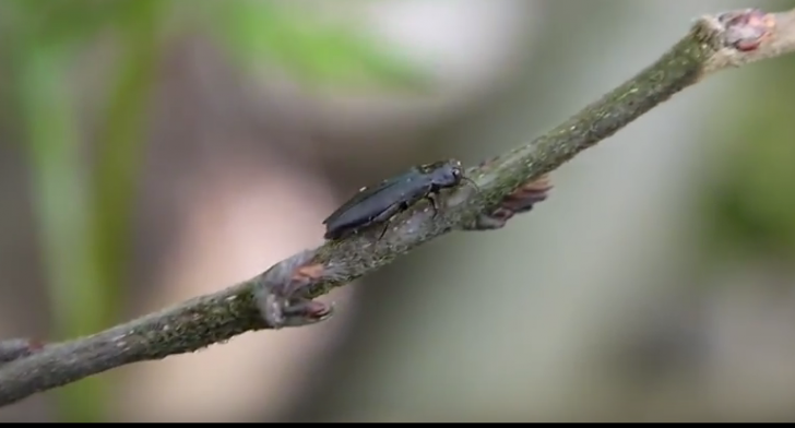 Insecta care omoară copacii. Este cât un bănuț și provine din China