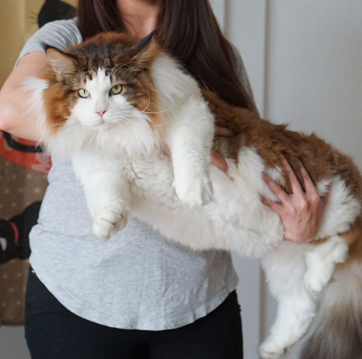 Faceţi cunoştinţă cu Samson! Cea mai mare pisică din New York şi poate...din lume