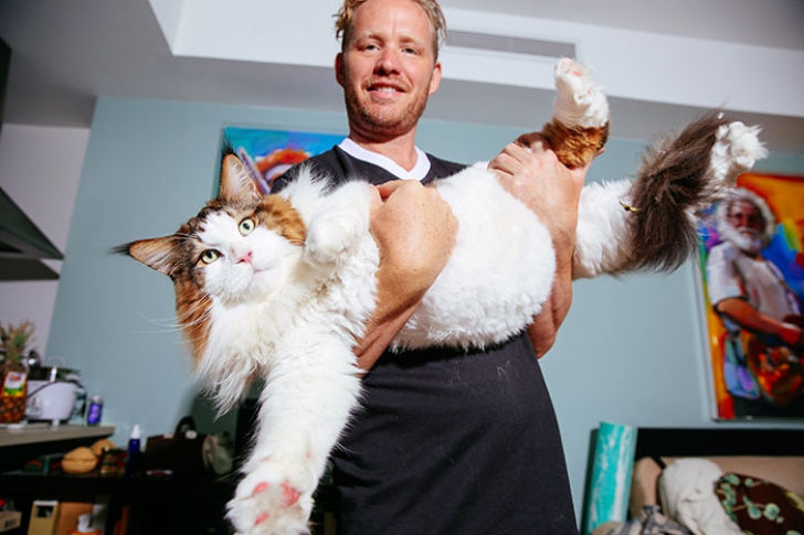 Faceţi cunoştinţă cu Samson! Cea mai mare pisică din New York şi poate...din lume