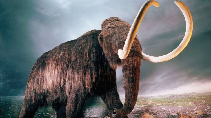 Descoperire uluitoare! De ce a murit ultimul mamut lânos?