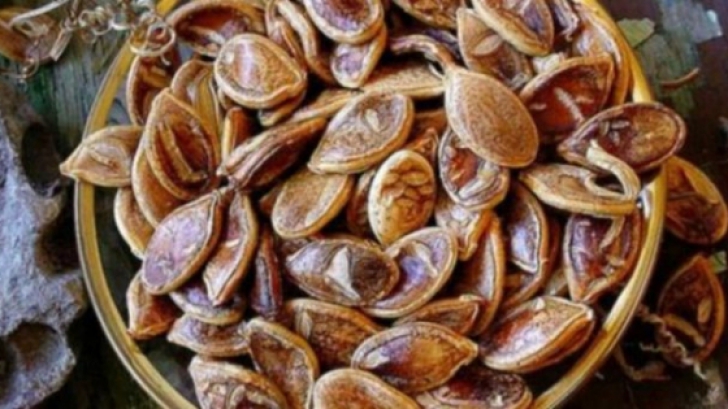 Au găsit o oală veche de 800 de ani, cu semințe ciudate. Au plantat semințele și au încremenit 