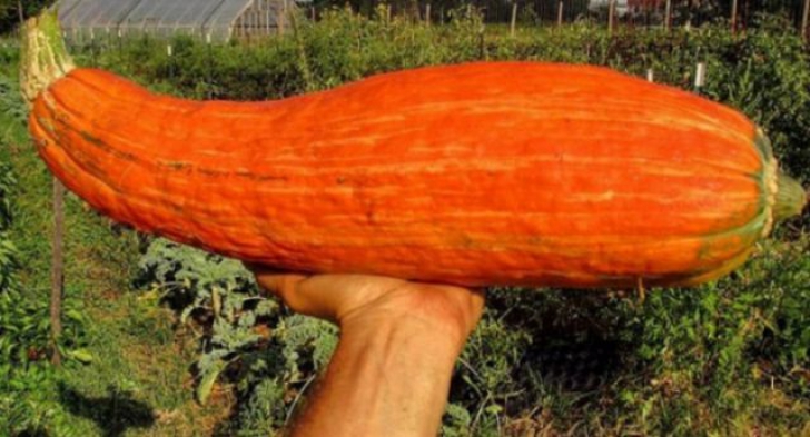 Au găsit o oală veche de 800 de ani, cu semințe ciudate. Au plantat semințele și au încremenit 