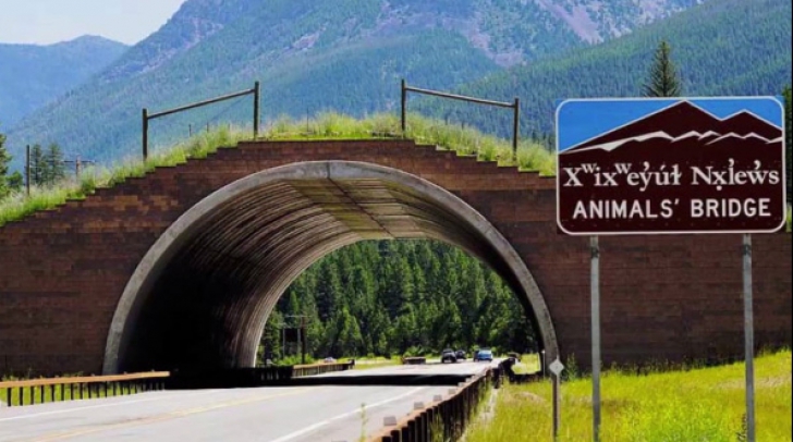A fost construit primul pod peste o autostradă destinat animalelor! Acesta se află în Turcia