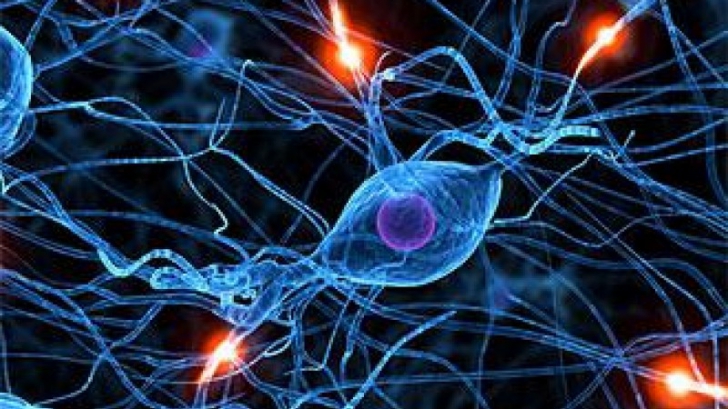 Au fost creaţi primii neuroni artificiali care funcţionează după modelul biologic