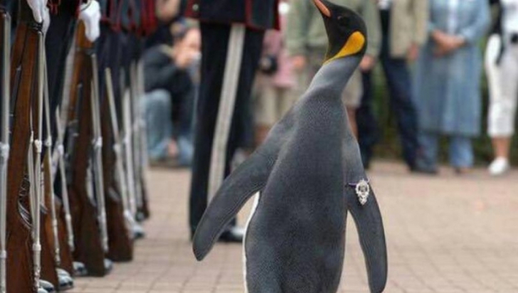 Un pinguin regal, promovat la gradul de general de brigadă, la Grădina Zoologică din Edinburgh