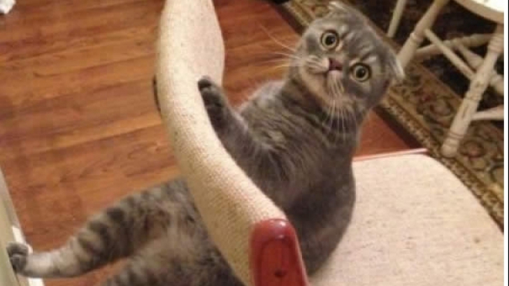 10 pisici surprinse în poziții ciudate. Reacția lor? Demențială