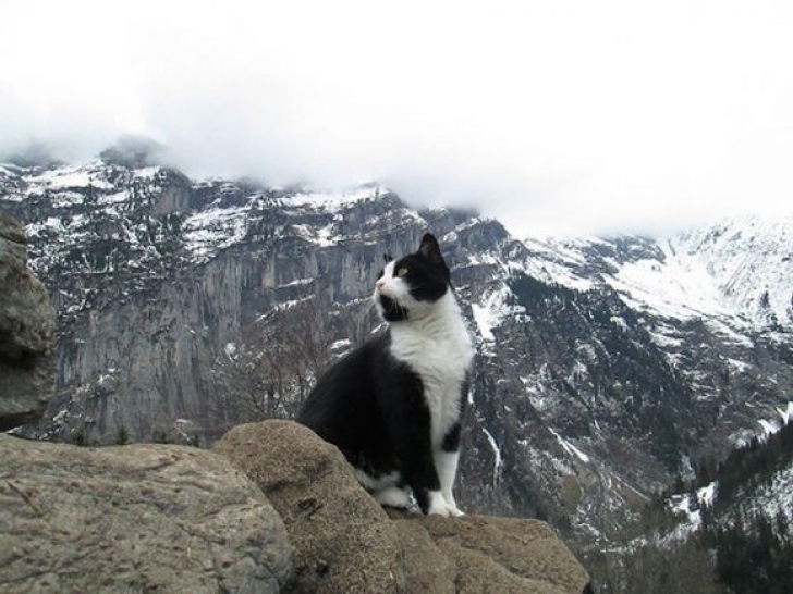Pisica elveţiană care a uimit lumea: l-a ajutat pe un turist rătăcit să coboare de pe munte