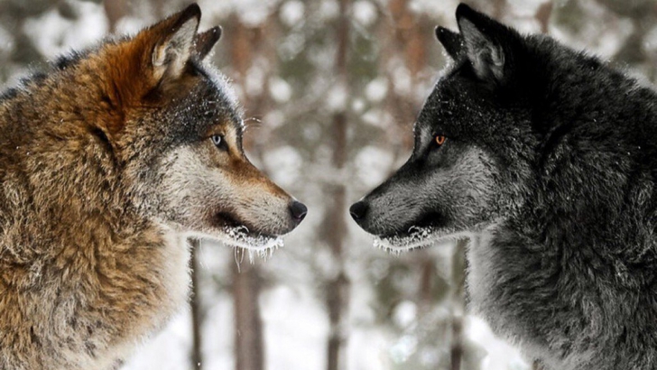Povestea celor doi lupi. Îţi va schimba complet modul de gândire!