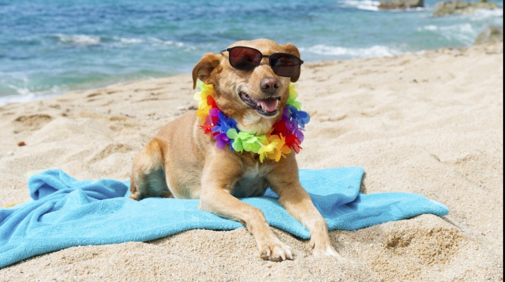 A fost inaugurată prima plajă pentru patrupede! Câinii primesc prosop, bere și înghețată specială