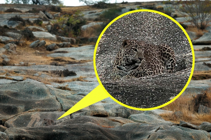 Fotografia care i-a "înnebunit" pe internauţi: reuşeşti să găseşti leopardul din poză?