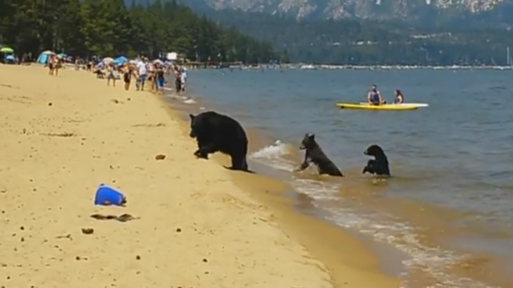 VIDEO ŞOCANT. Oamenii stăteau la plajă liniştiţi când trei urşi şi-au făcut apariţia. Ce a urmat?