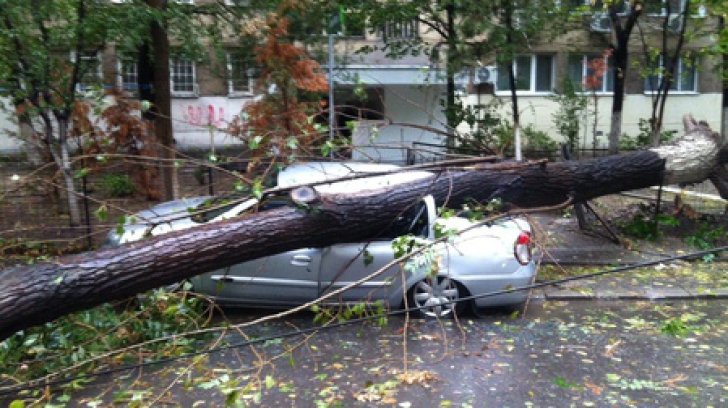 Furtună puternică la Craiova. Patru maşini avariate, după ce doi arbori au fost doborâţi de vânt