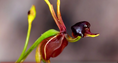 Cele mai ciudate flori din lume. Par aduse de pe alte planete