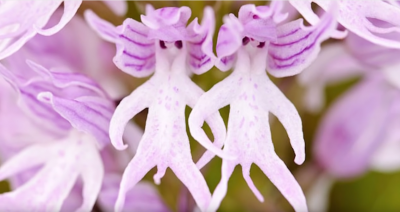 Cele mai ciudate flori din lume. Par aduse de pe alte planete