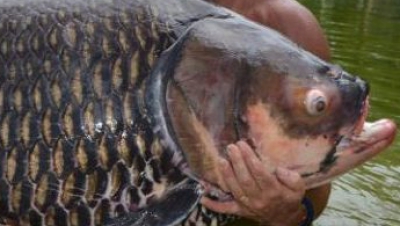 Peștele a tras momeala. S-a luptat 90 de minute. Când a scos monstrul din apă, pescarul a înlemnit